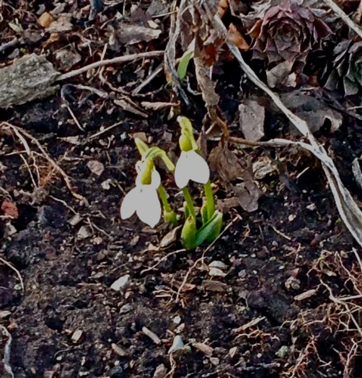 snowdrop