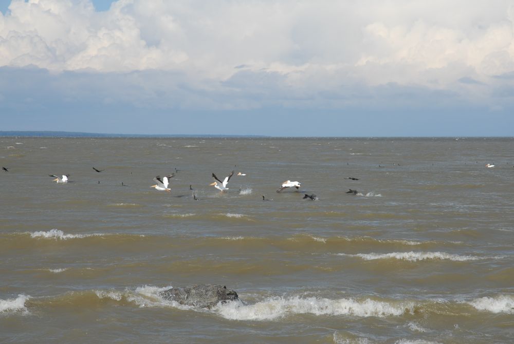pelicans