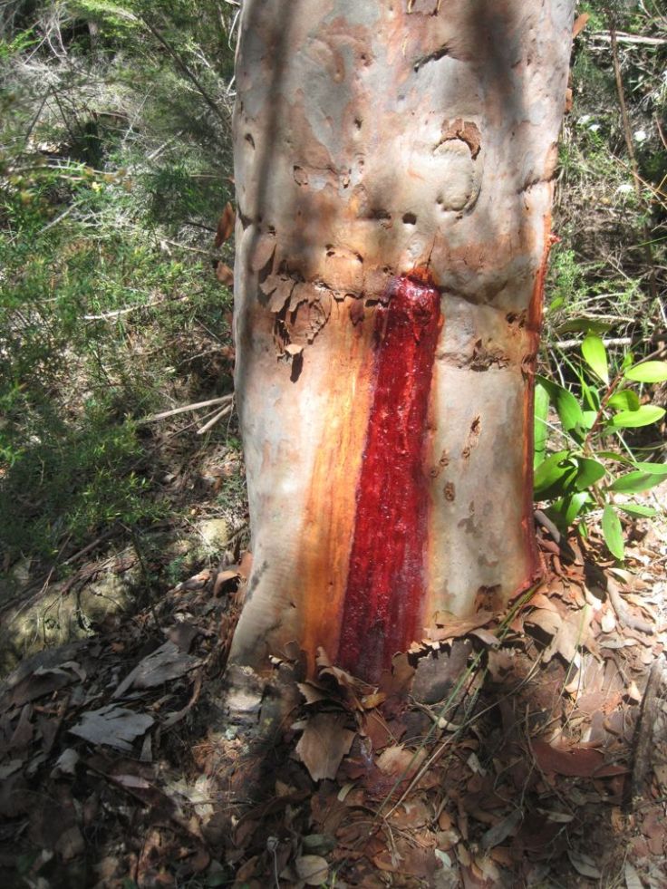 gum tree sap