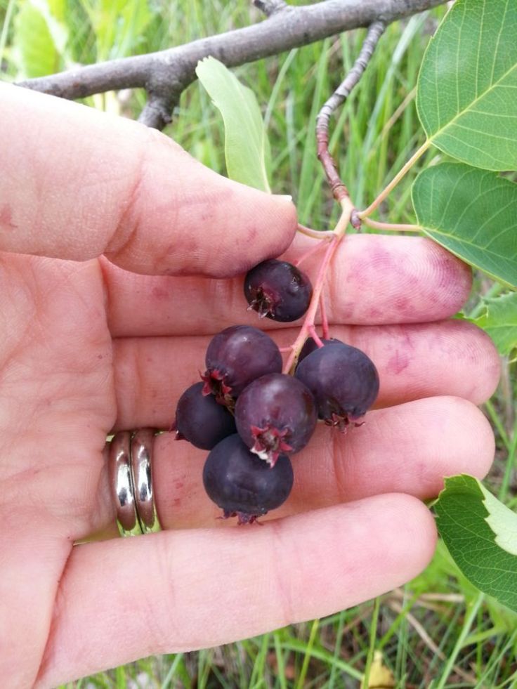 Of course your hands get pretty stained.